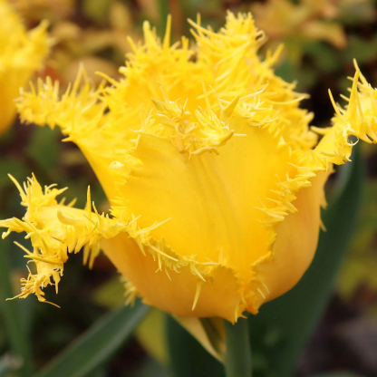 🌷🌟Bulbes de tulipes perroquets doubles🌷🌷