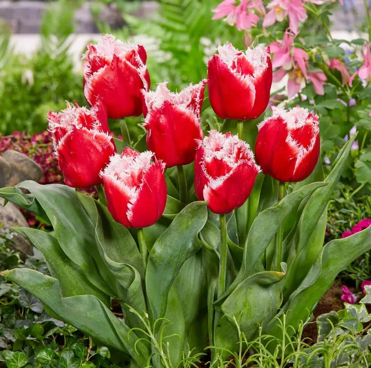 🌷🌟Bulbes de tulipes perroquets doubles🌷🌷