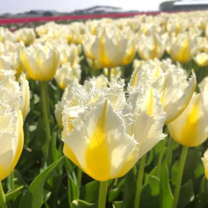 🌷🌟Bulbes de tulipes perroquets doubles🌷🌷