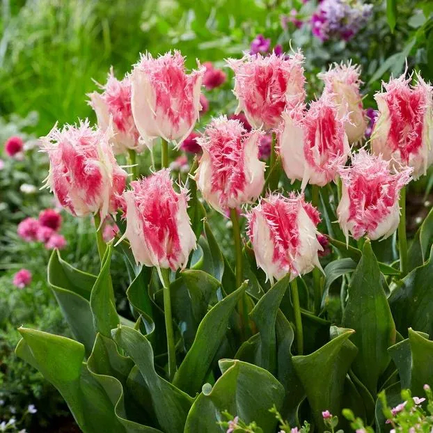 🌷🌟Bulbes de tulipes perroquets doubles🌷🌷