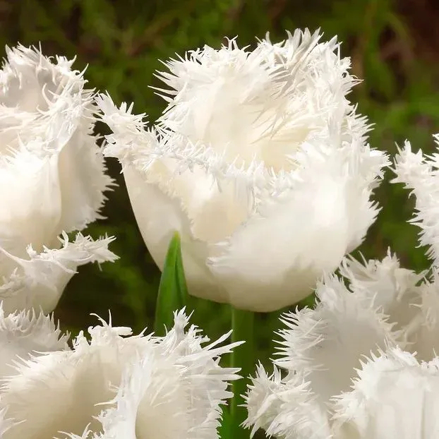 🌷🌟Bulbes de tulipes perroquets doubles🌷🌷