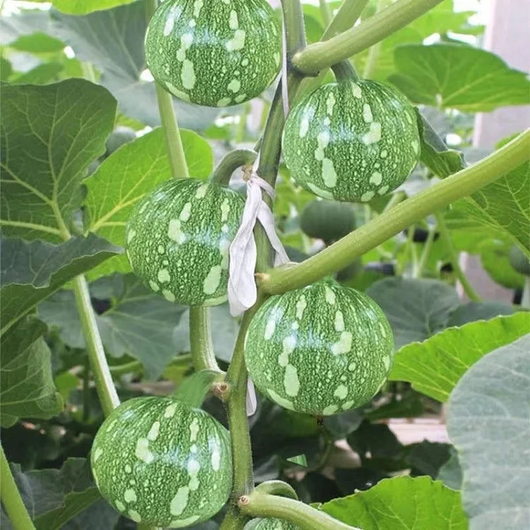 🎃Graines de Courge "Clochettes en Grappe" 🌟
