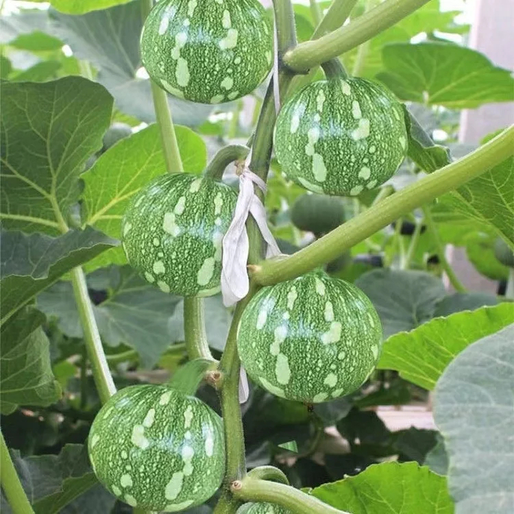 🎃Graines de Courge "Clochettes en Grappe" 🌟