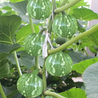 🎃Graines de Courge "Clochettes en Grappe" 🌟