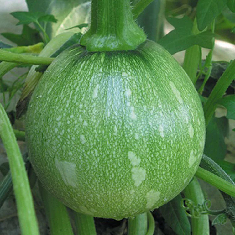 🎃Graines de Courge "Clochettes en Grappe" 🌟