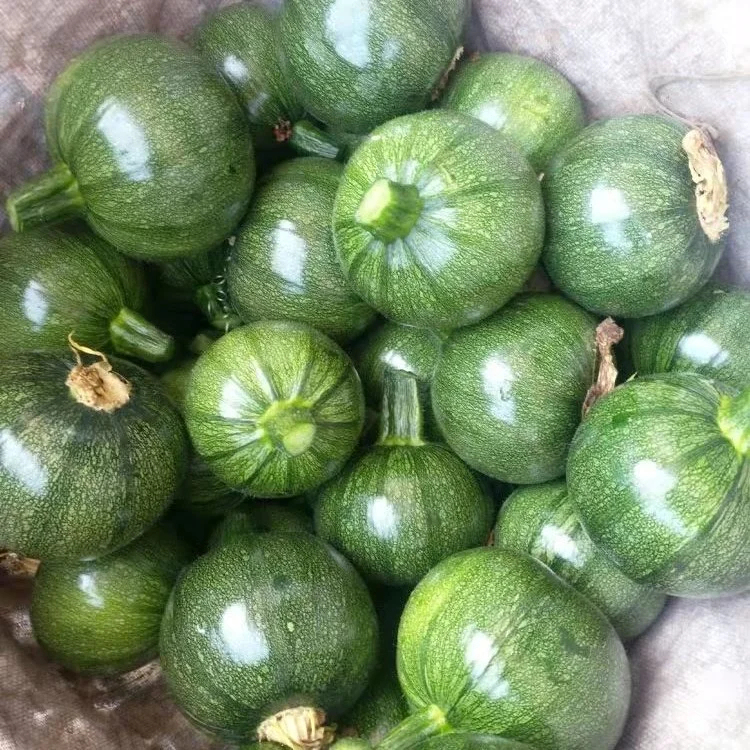 🎃Graines de Courge "Clochettes en Grappe" 🌟