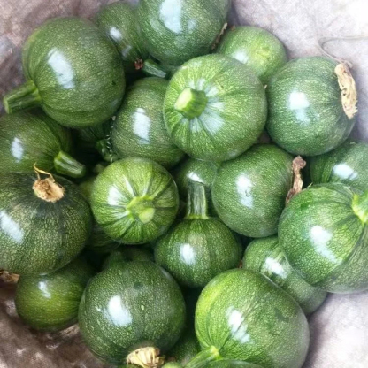 🎃Graines de Courge "Clochettes en Grappe" 🌟