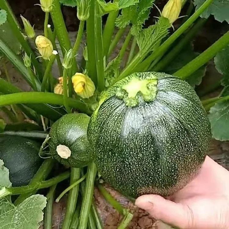 🎃Graines de Courge "Clochettes en Grappe" 🌟