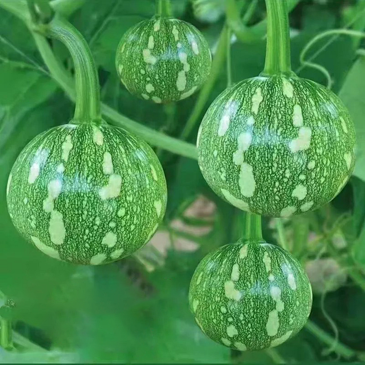 🎃Graines de Courge "Clochettes en Grappe" 🌟
