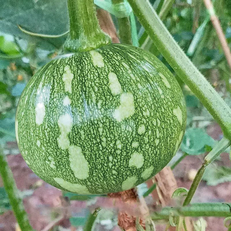 🎃Graines de Courge "Clochettes en Grappe" 🌟