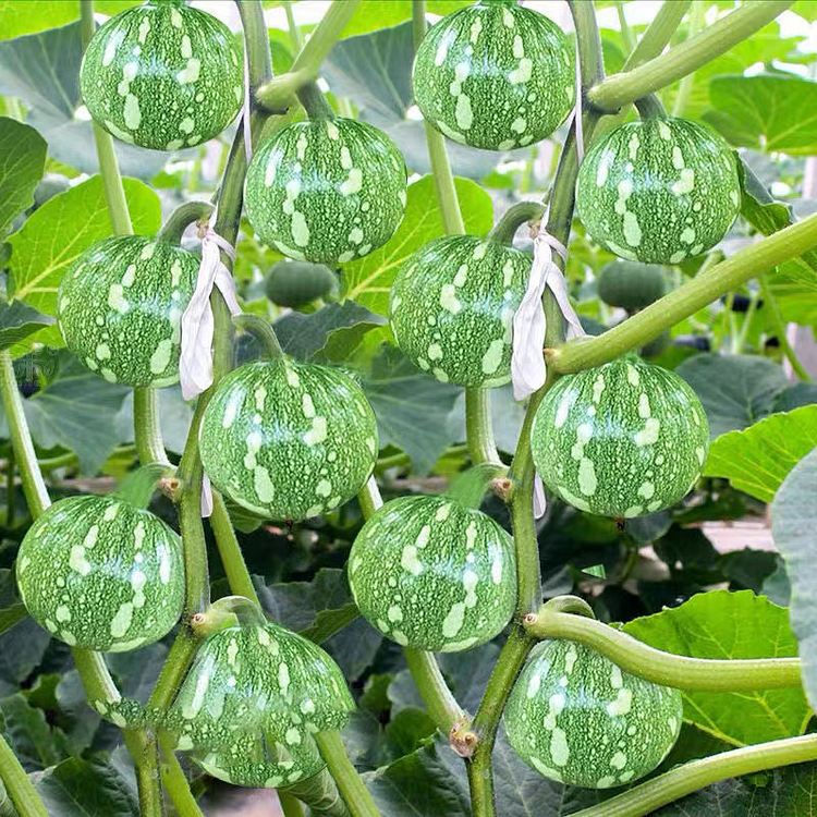 🎃Graines de Courge "Clochettes en Grappe" 🌟