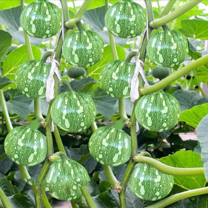 🎃Graines de Courge "Clochettes en Grappe" 🌟