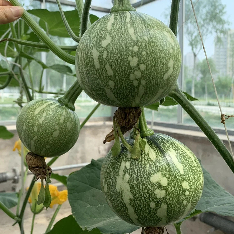 🎃Graines de Courge "Clochettes en Grappe" 🌟