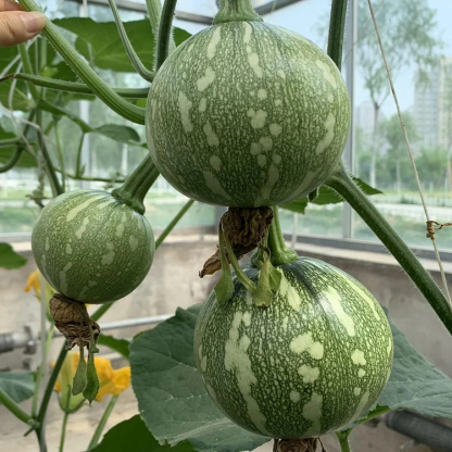 🎃Graines de Courge "Clochettes en Grappe" 🌟