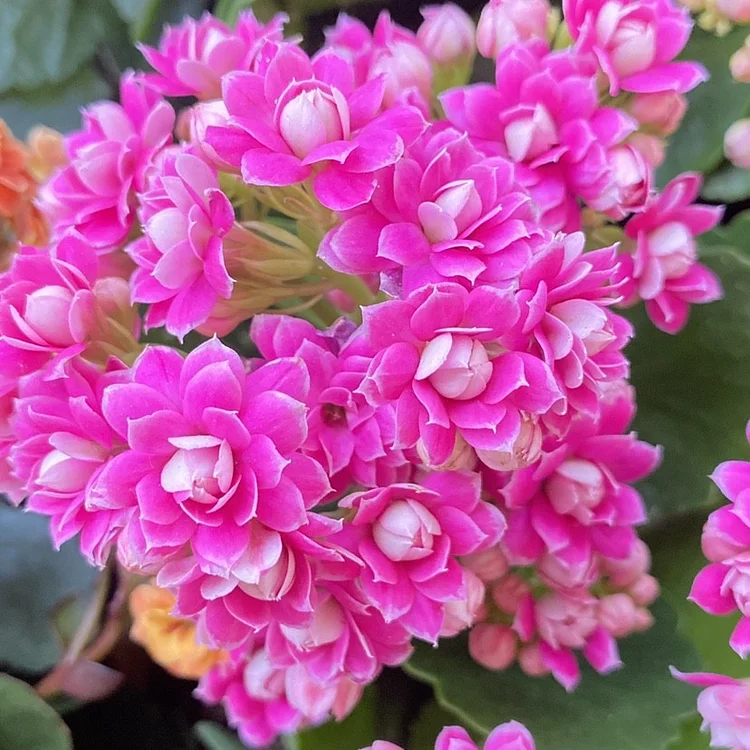 Graines de Kalanchoe - Longévité 🌸