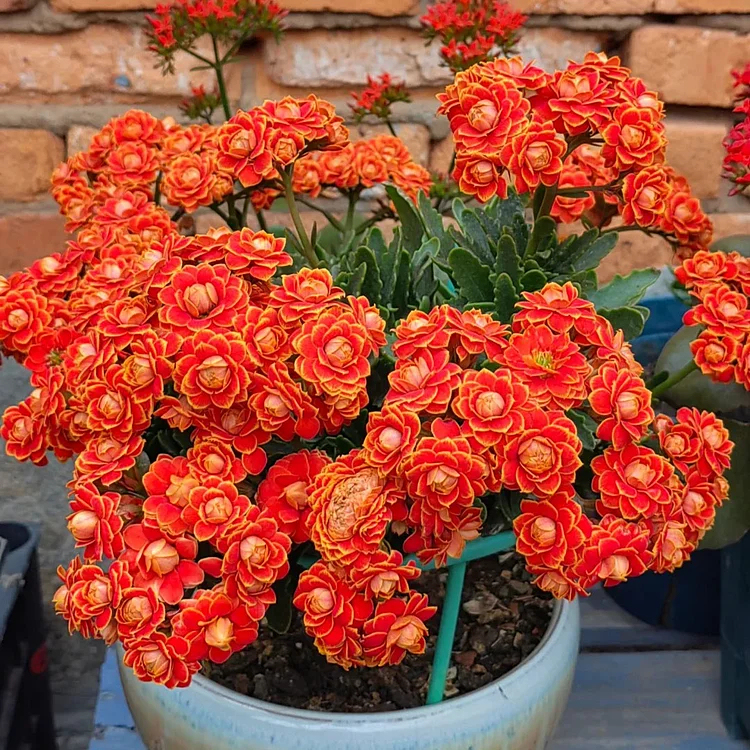 Graines de Kalanchoe - Longévité 🌸