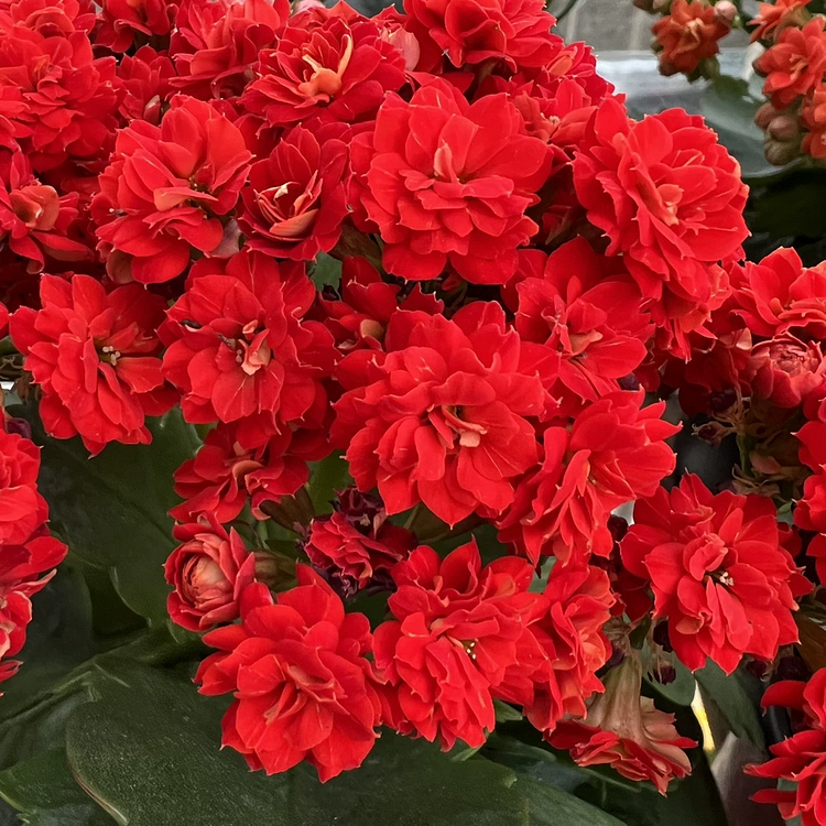 Graines de Kalanchoe - Longévité 🌸