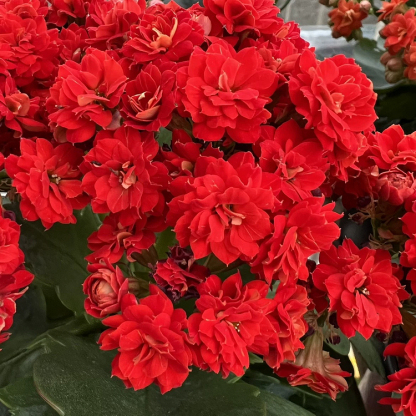 Graines de Kalanchoe - Longévité 🌸