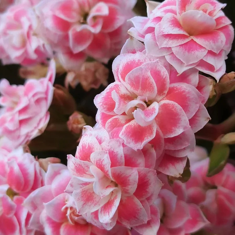 Graines de Kalanchoe - Longévité 🌸