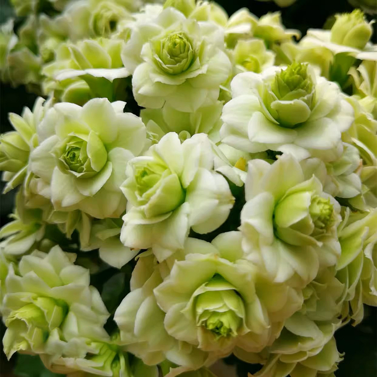 Graines de Kalanchoe - Longévité 🌸