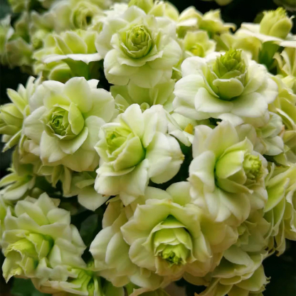 Graines de Kalanchoe - Longévité 🌸