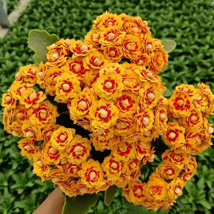 Graines de Kalanchoe - Longévité 🌸