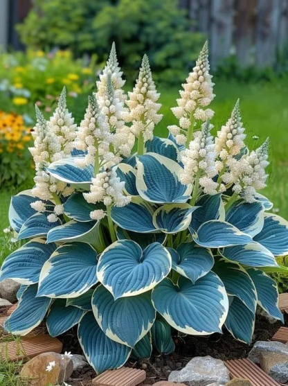 🔥Dernier jour de liquidation🔥Graines d'hostas rares et de qualité supérieure🌿Plante tolérante à l'ombre