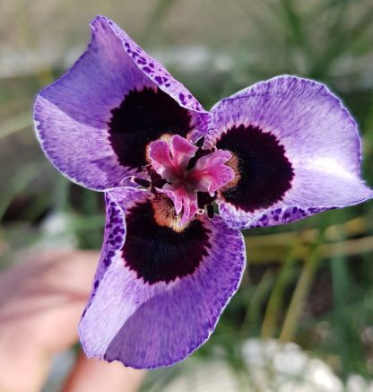 Graines de Moraea peacockii