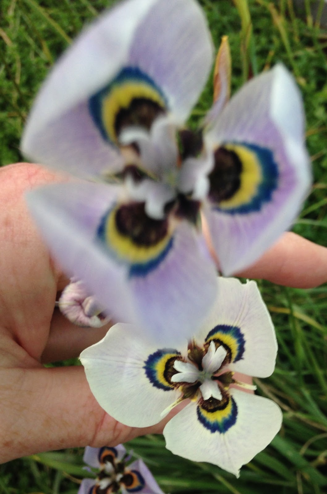 Moraea iridioides