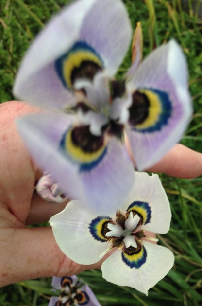 Moraea iridioides