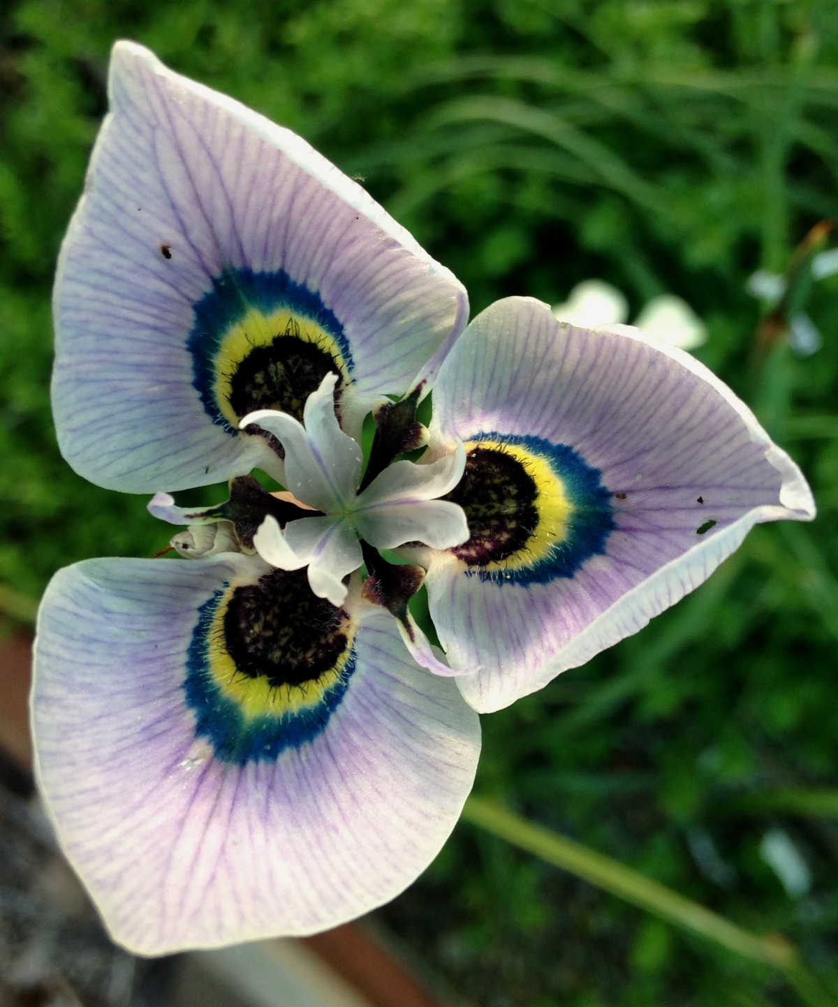 Moraea iridioides