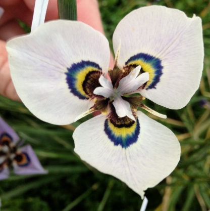 Moraea iridioides
