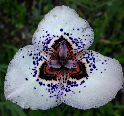 Moraea iridioides