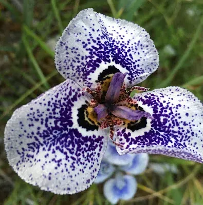 Graines de Moraea peacockii