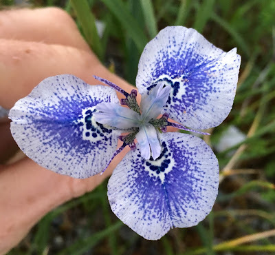 Moraea iridioides
