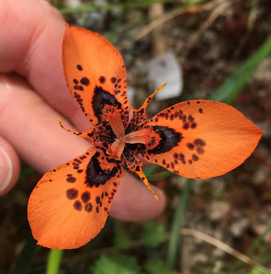 New Moraea Hybrid-Orange-Red