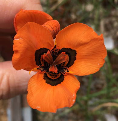 New Moraea Hybrid-Orange-Red