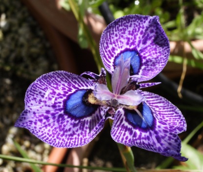 Graines de Moraea peacockii  