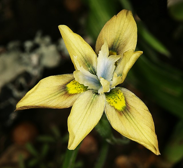 Graines de Moraea peacockii  