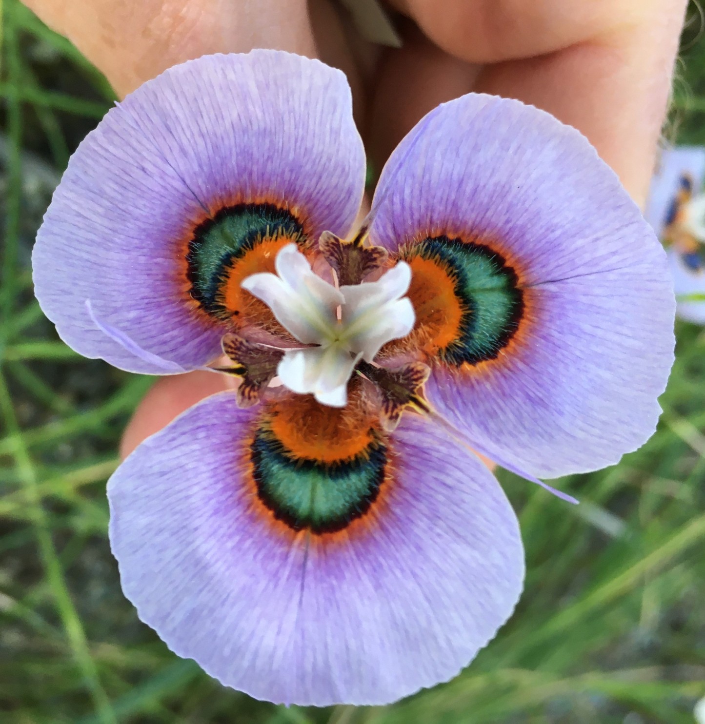 Graines de Moraea peacockii