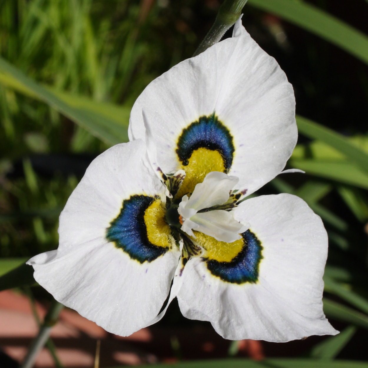 Graines de Moraea peacockii