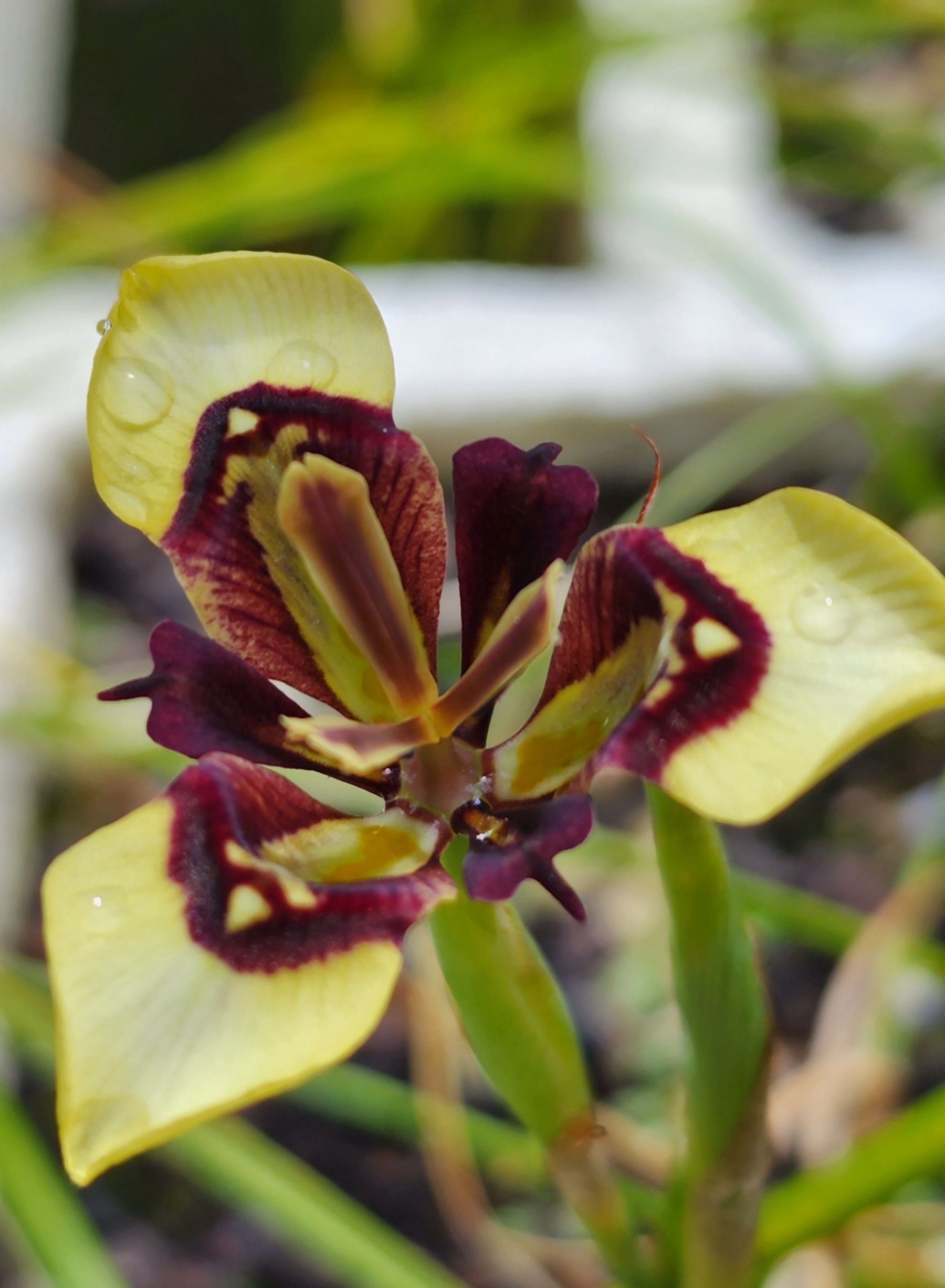 Graines de Moraea peacockii