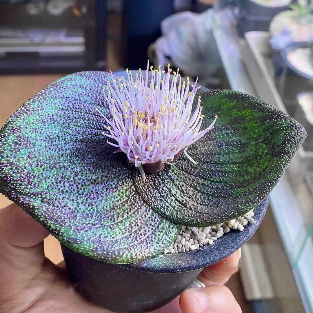 🔥30% de Réduction🌵🌵Graines de Massonia longipes