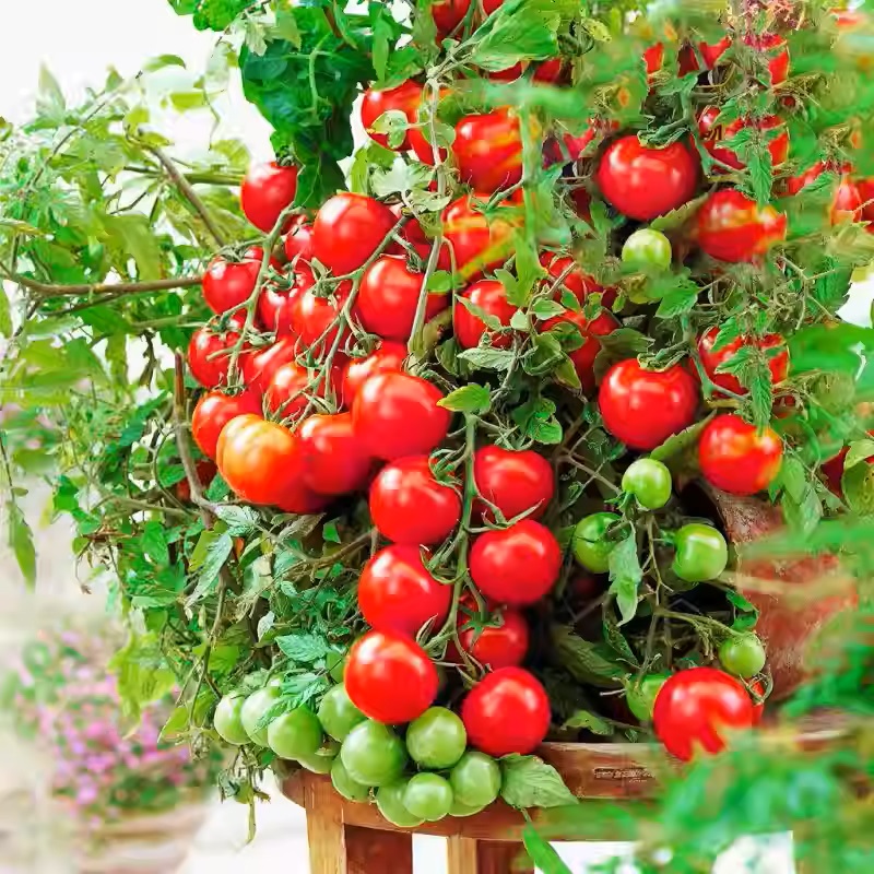 ⏰🔥50% de Réduction 🍅Les tomates naines