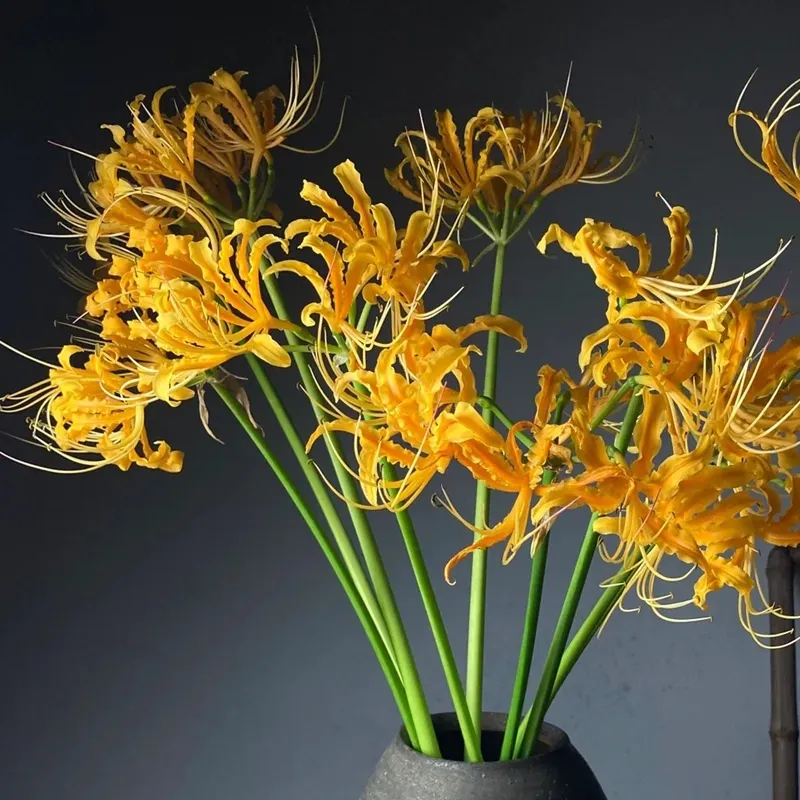 🌈Spider Lily Bulbs-Multicolor🌈