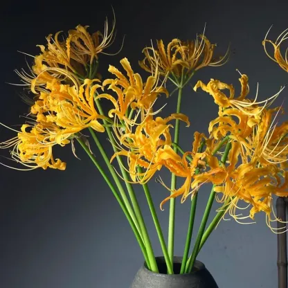 🌈Spider Lily Bulbs-Multicolor🌈