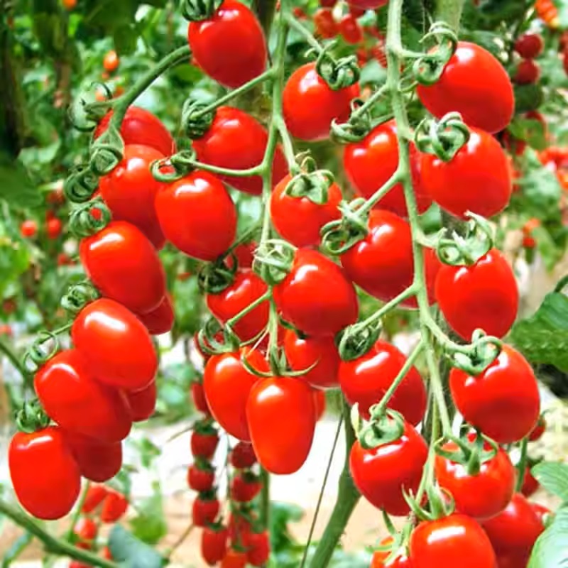 ⏰🔥50% de Réduction 🍅Les tomates naines