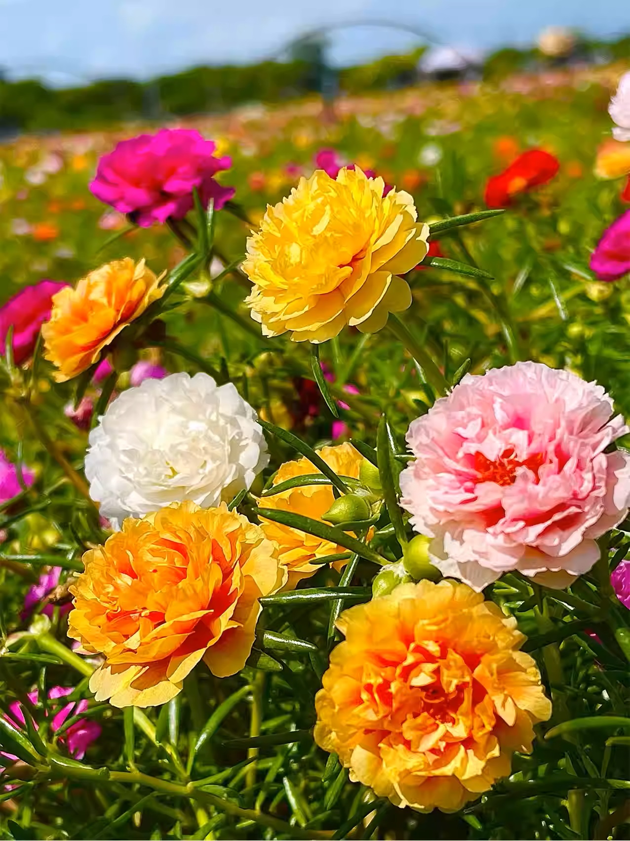 🎁⏰50% de Réduction 🔥Rose de mousse