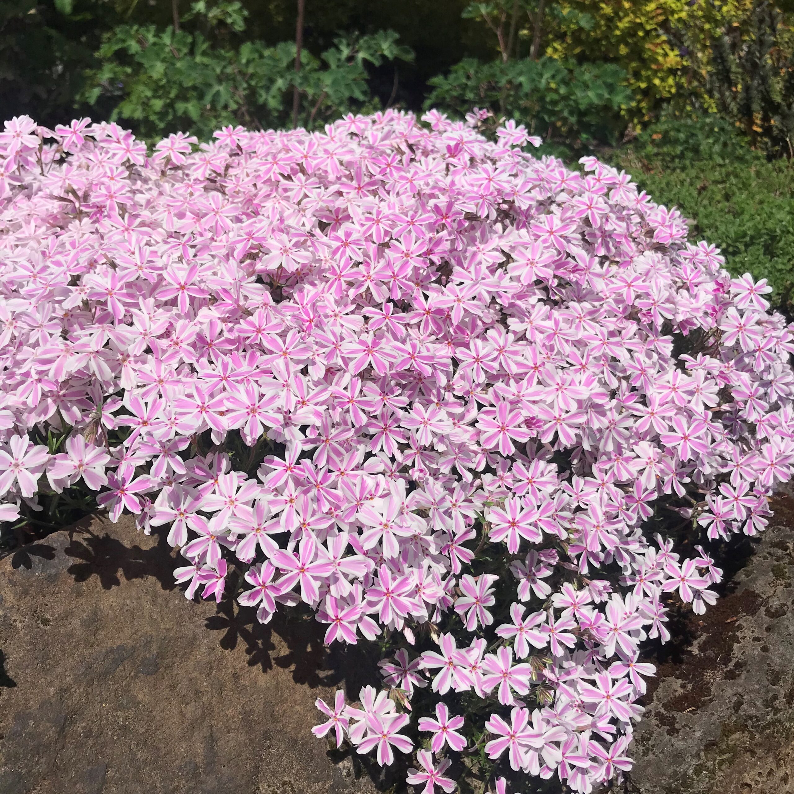 🌱Excellent Ground Cover✨Creeping Phlox Seeds