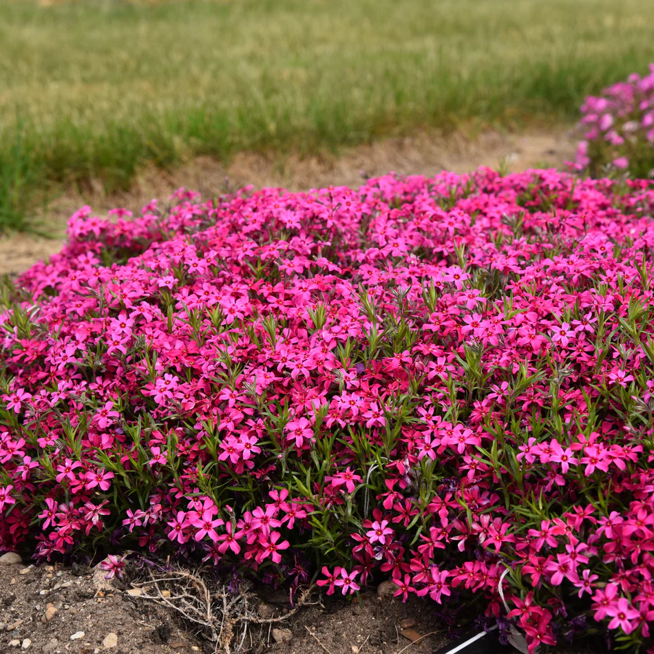 🌱Excellent Ground Cover✨Creeping Phlox Seeds